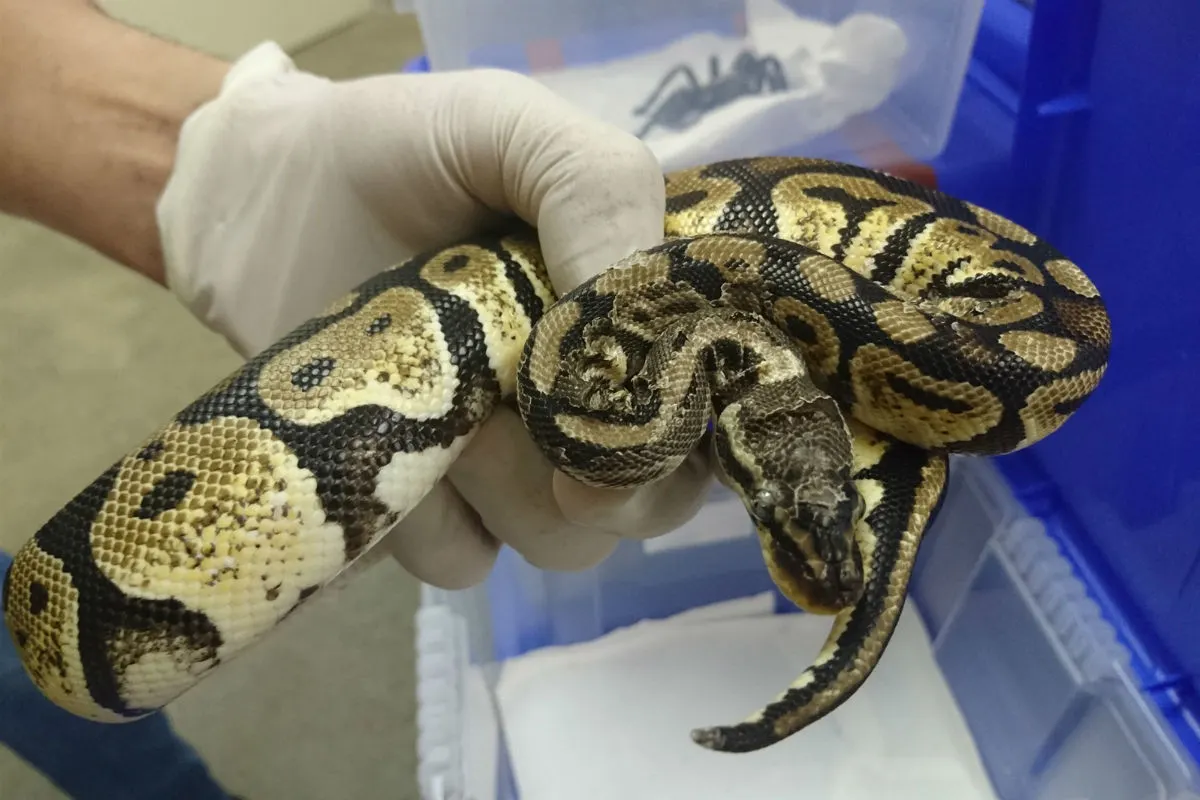 Mesolcina GR - Mehrere Dutzend exotische Tiere beschlagnahmt