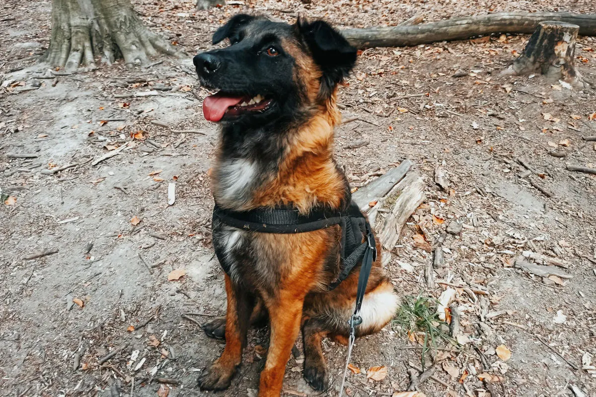 Zeven – Polizei sucht entlaufenen Hund - Vorsicht bissig!