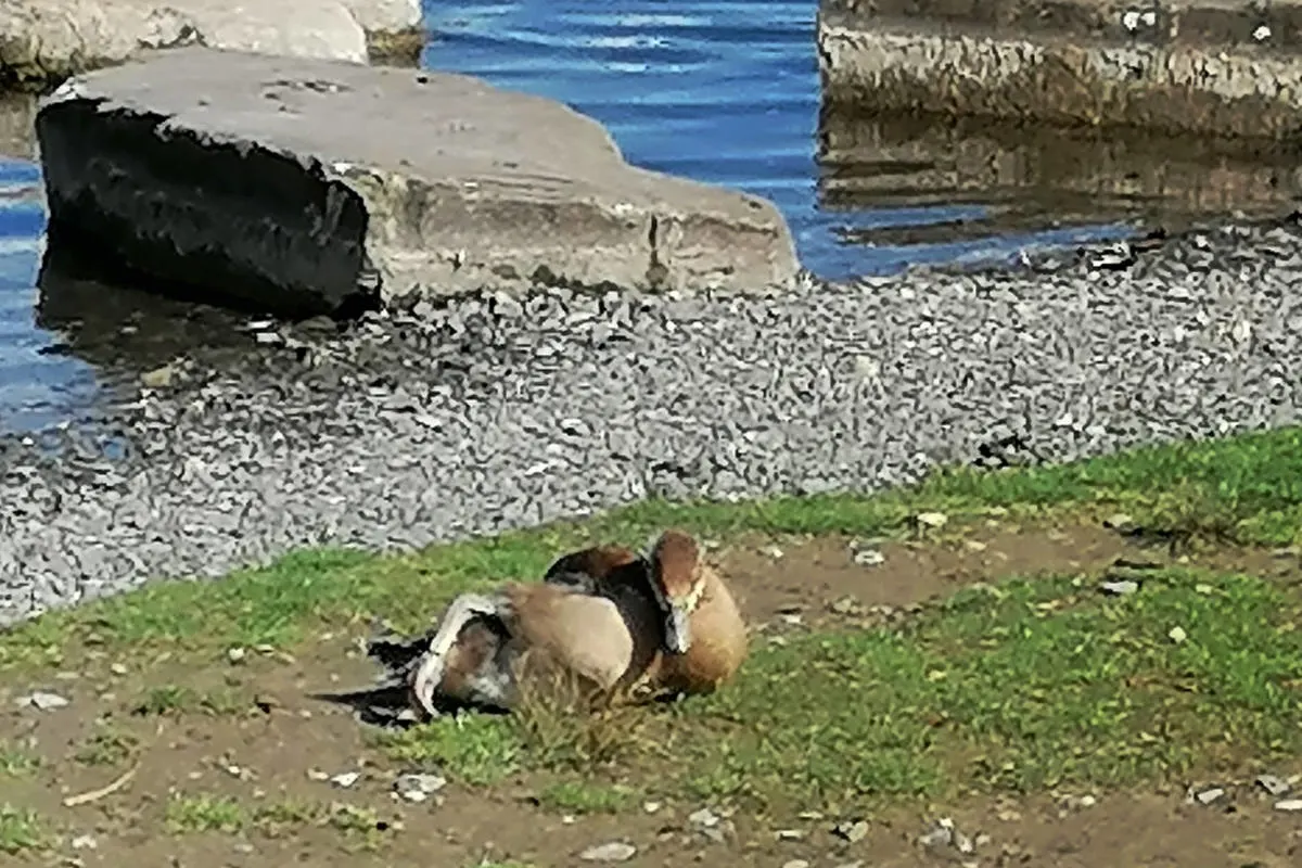 Tierquälerei in Dortmund – Unbekannte binden am Phoenix-See die Beine einer Nilgans zusammen