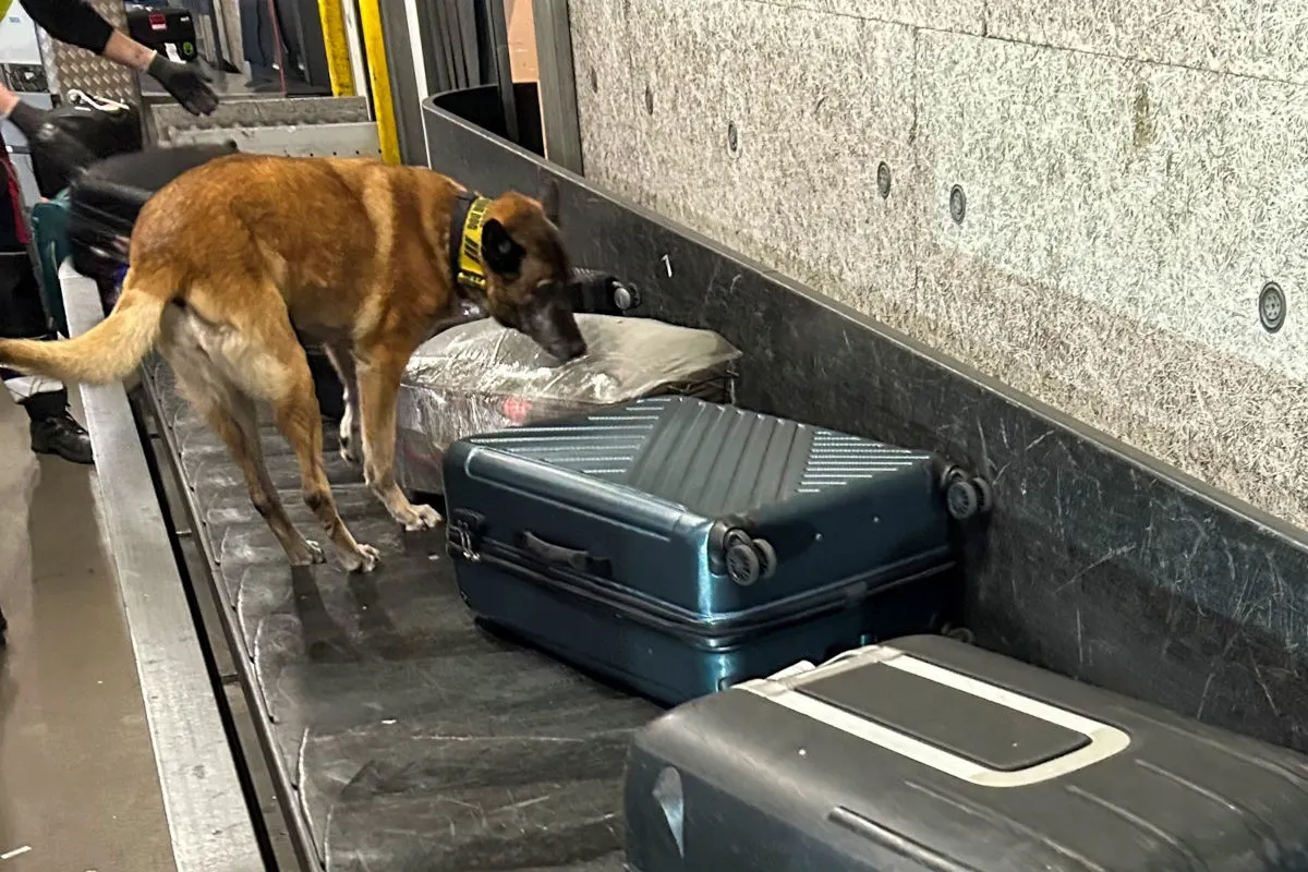 Kloten ZH – Diensthündin Finja im Einsatz am Flughafen