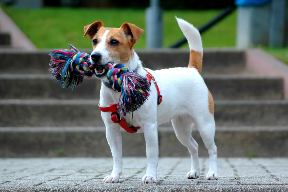 Hund im Müllsack entsorgt!