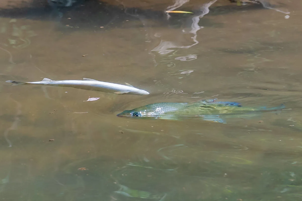 Zwei tote Fische, einer weiß und einer blau-grün, treiben an der leicht verschmutzten Wasseroberfläche eines Flusses.
