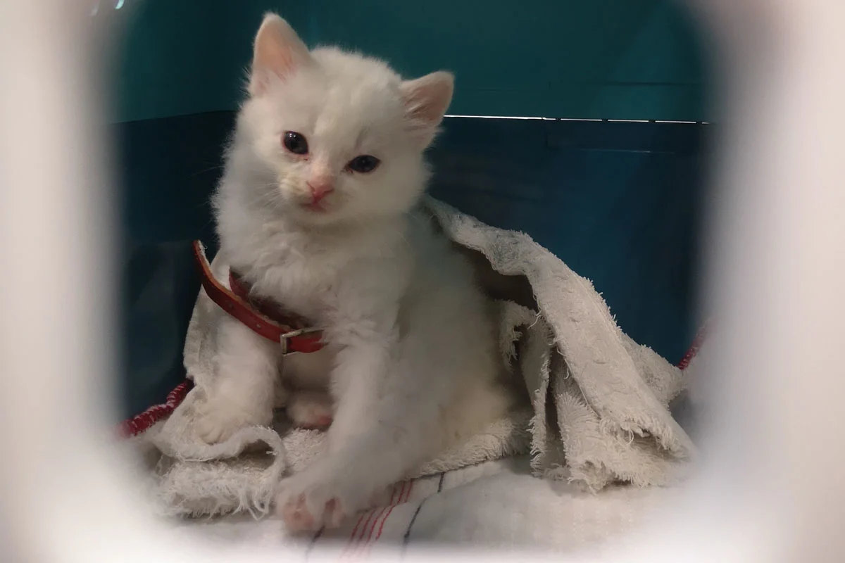 Düsseldorf - Zoll stellt kranke Jungkatze mit gebrochenem Schwanz sicher