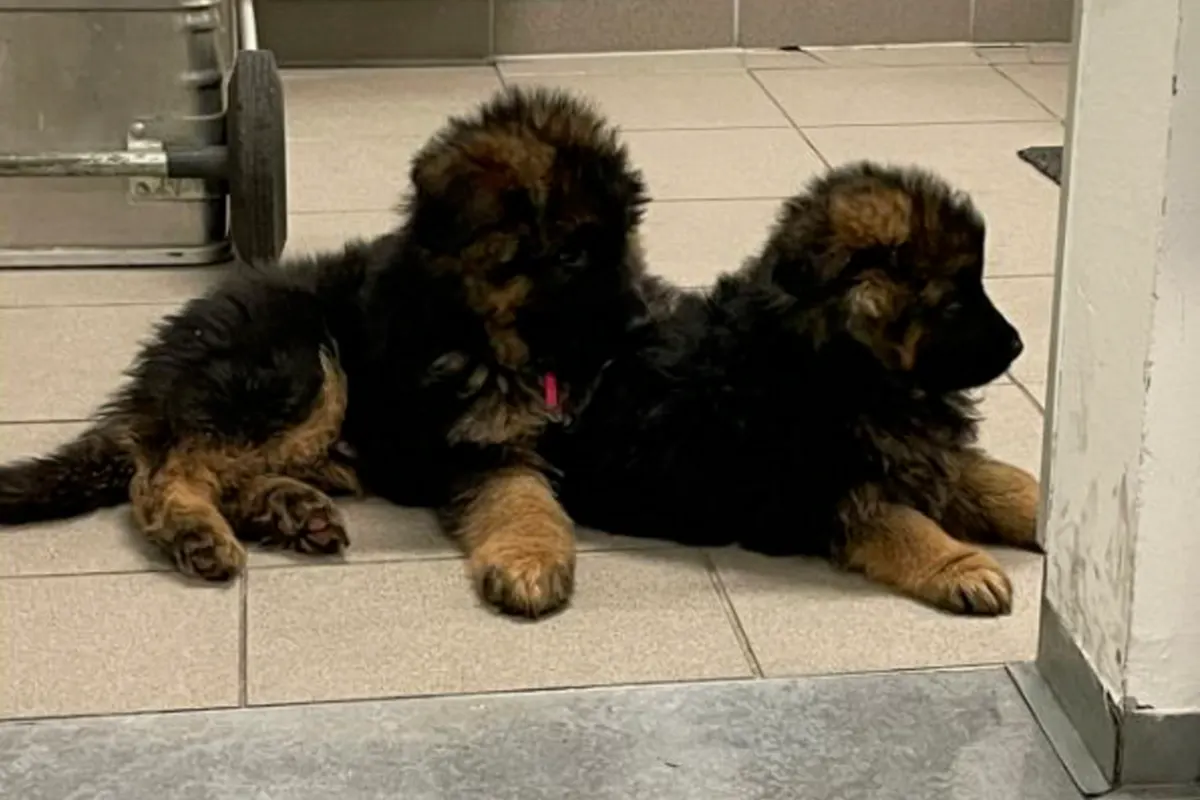 Wien - Polizei nimmt Mann zwei Hundewelpen ab 