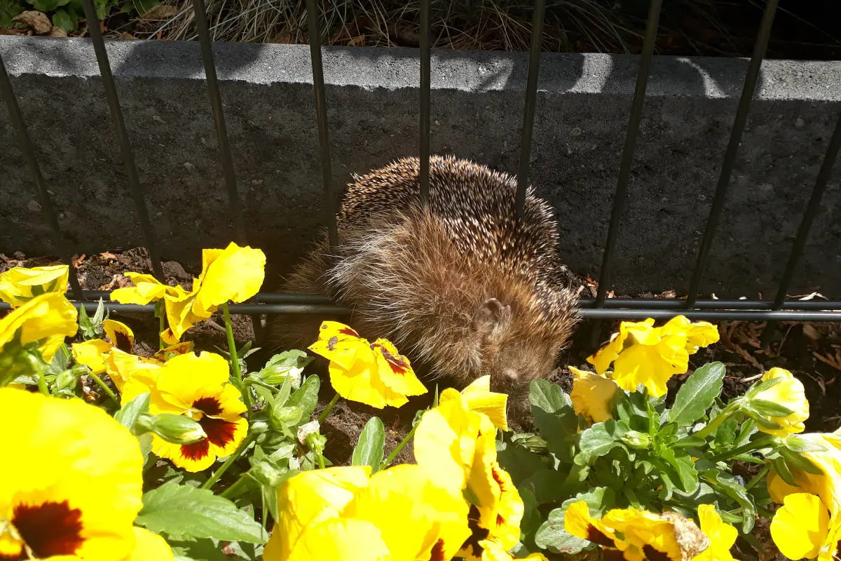 Bremen -Lindenhof – Igel hinter Gitter