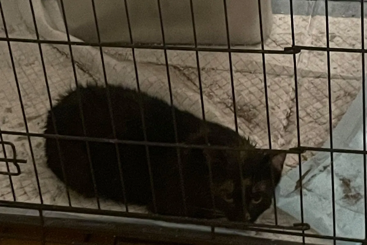 Dinslaken – Feuerwehr rettet drei Katzen aus Schacht