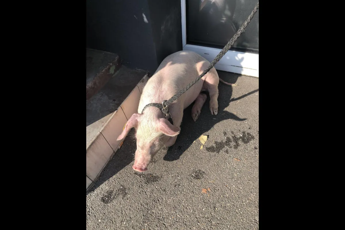 Neuhausen am Rheinfall SH - Sau fällt aus Tiertransporter 