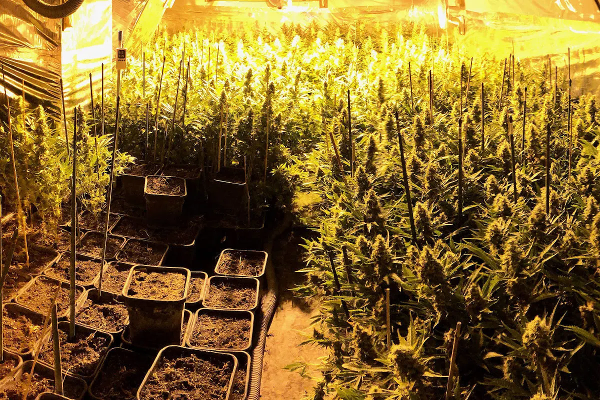 Eriswil BE - Indoor-Anlage mit 2'200 Hanfpflanzen ausgehoben 