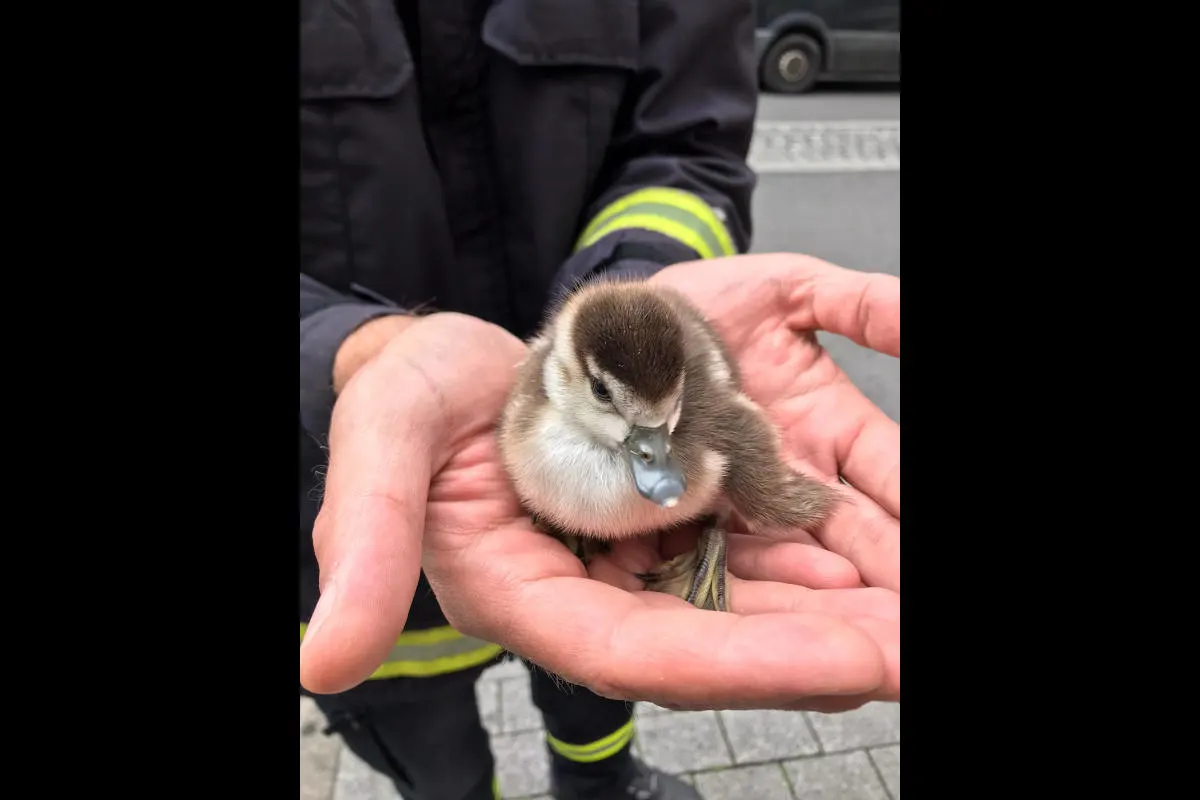 Düsseldorf – Tierischer Einsatz für die Feuerwehr