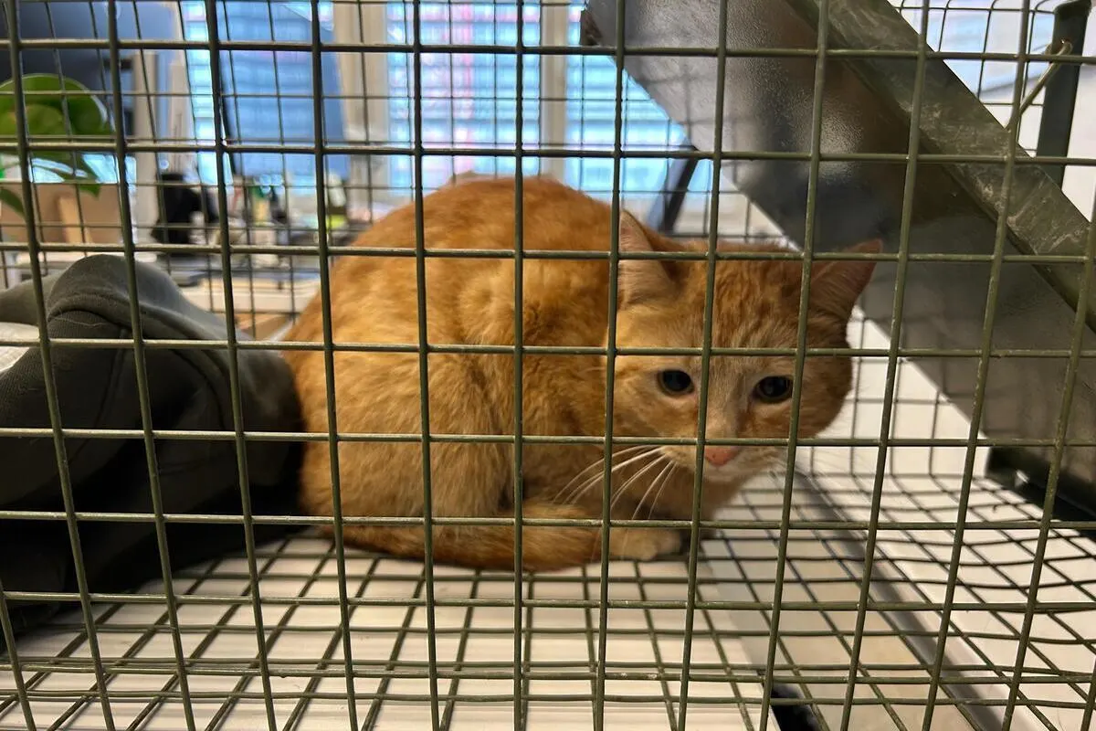 Stadt Schaffhausen – Katze im Lagerraum der Polizeistation - Schildkröte gefunden