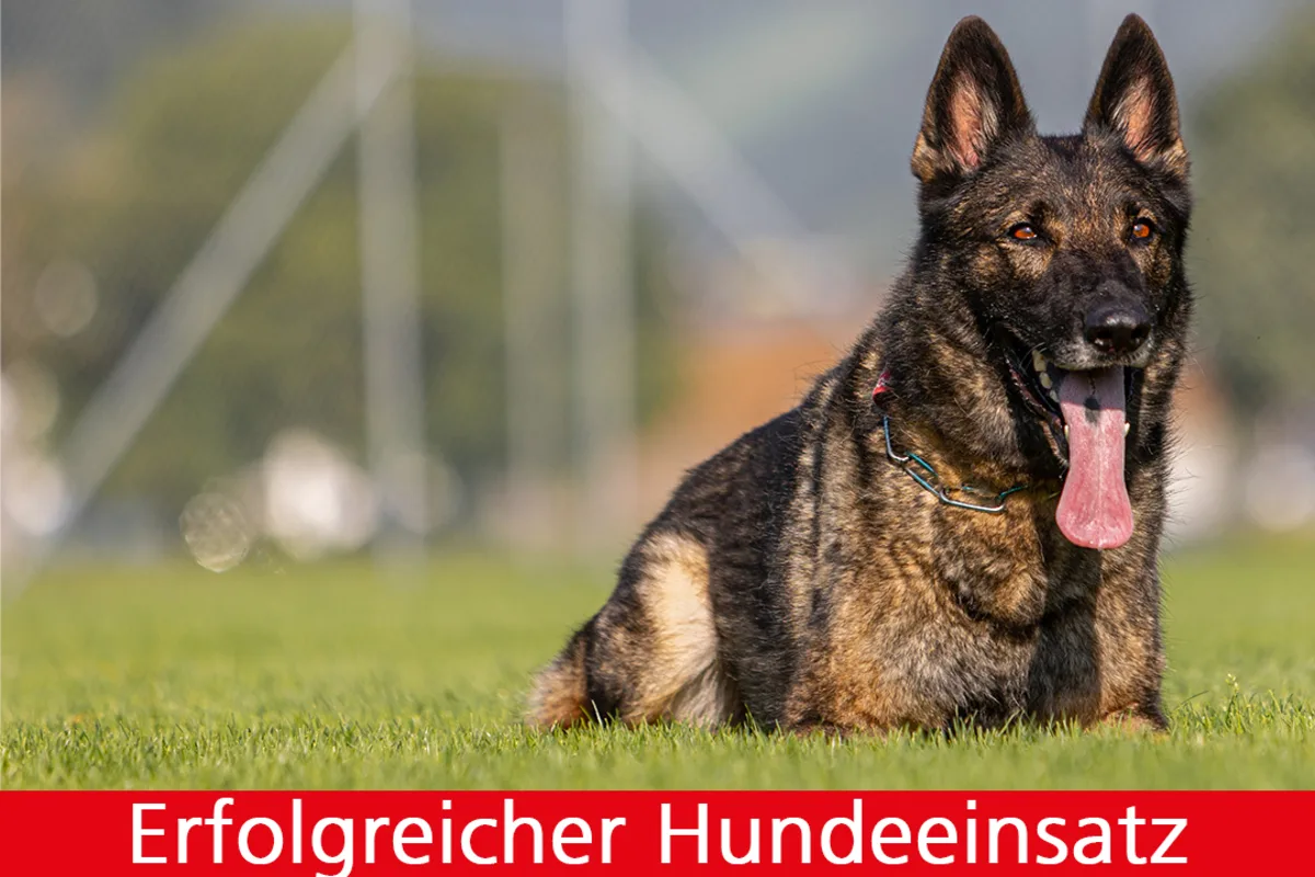 Bürglen OW - Polizeihund Quandos hilft einen Dieb zu verhaften 