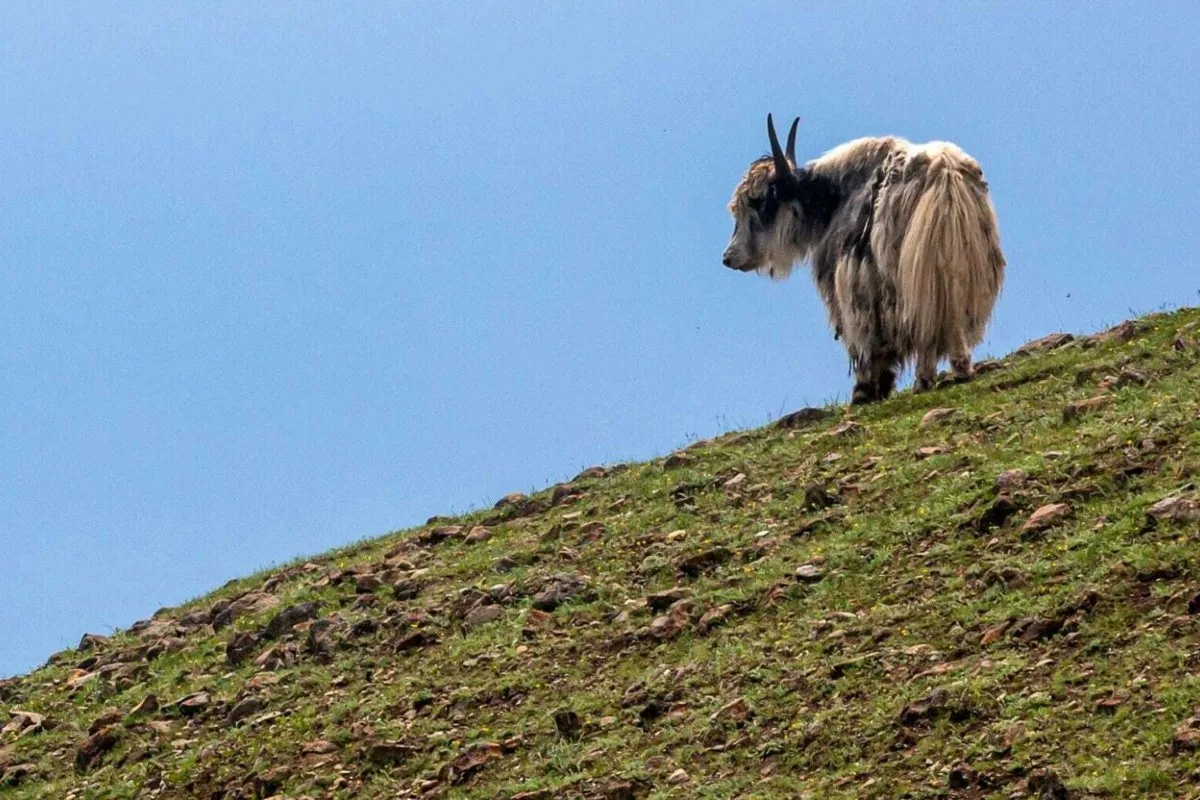  Mollis GL - Tote Yaks auf Mullern