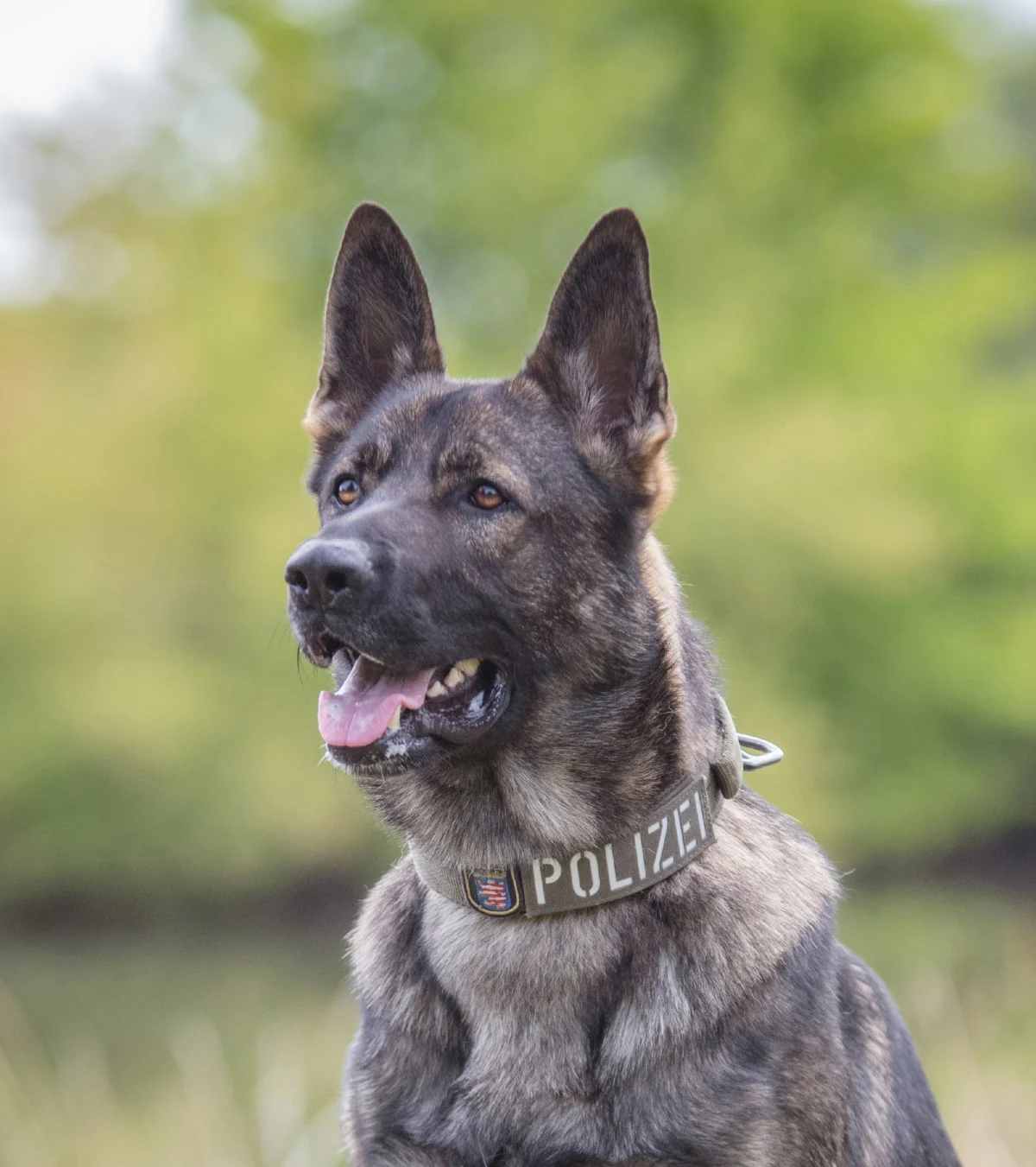 Ein Deutscher Schäferhund mit einem 'Polizei'-Halsband steht im Freien, umgeben von grüner Vegetation.
