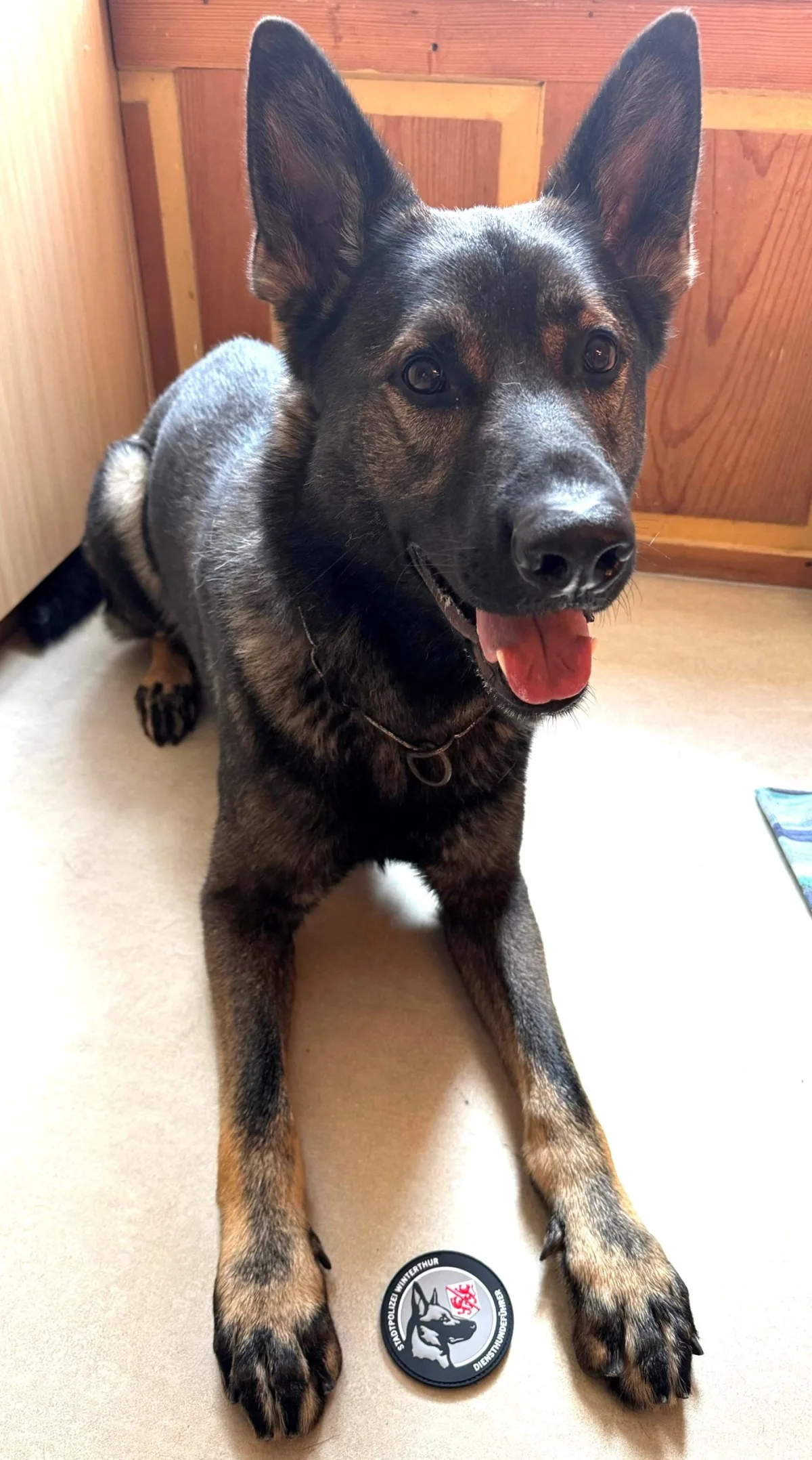 Ein Schäferhund liegt auf einer hellen Oberfläche, neben ihm ist ein Polizeiemblem mit einem Hundekopf zu sehen.