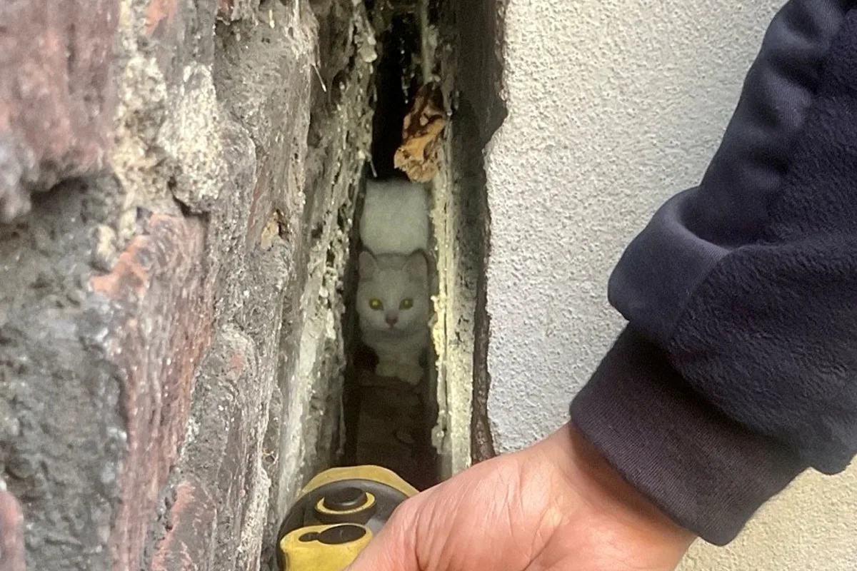 Bochum – Feuerwehr befreit junge Katze aus Notlage