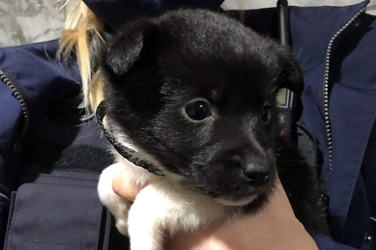Aachen - Betrügerin verkaufte illegal importierte Hunde