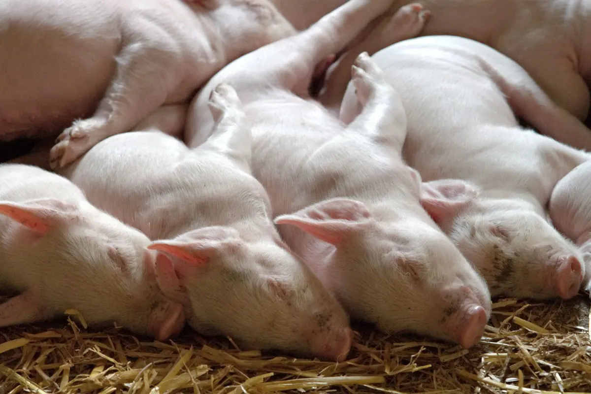 Über 100 Ferkel sterben auf Transport