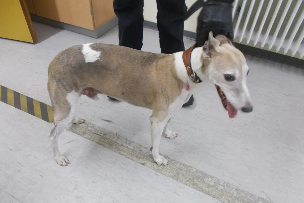 Celle OT Heese – Entlaufener Hund sucht Eigentümer