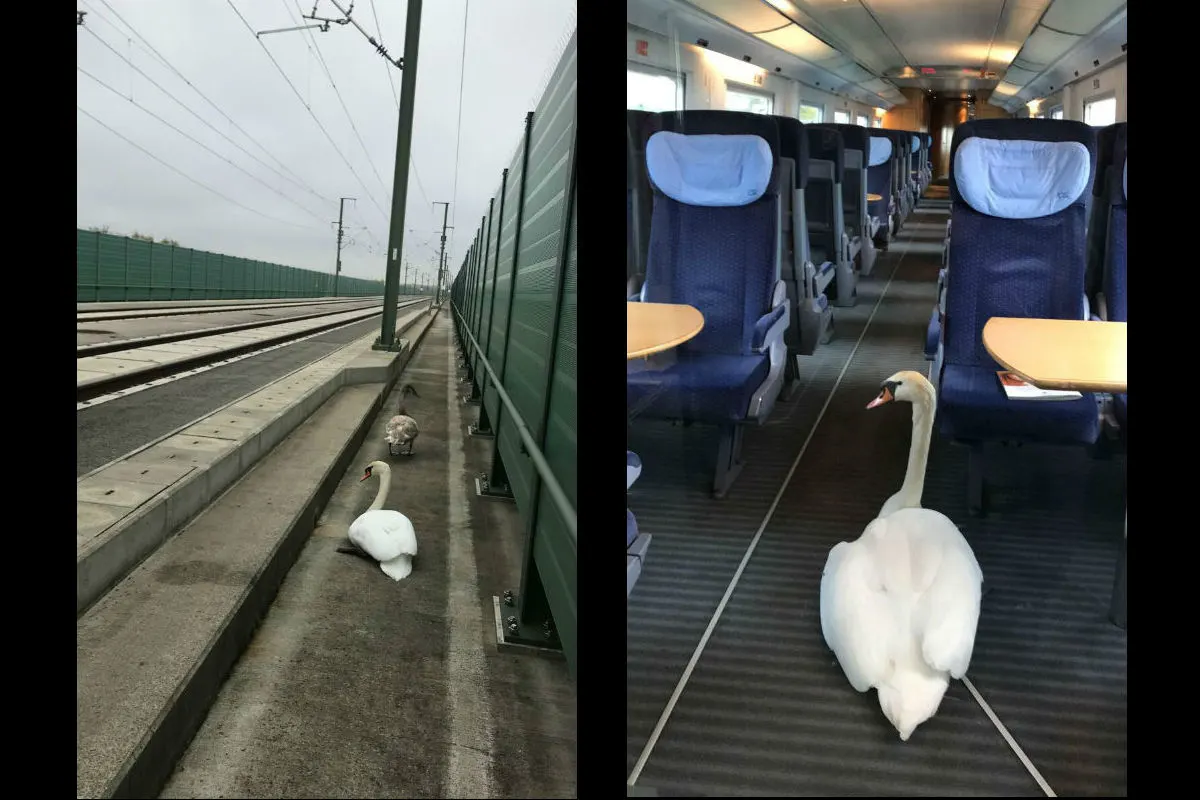 Schwäne auf gefährlicher Tour