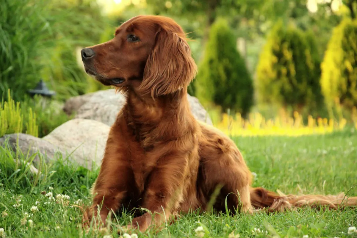 Bühl BW - Hund nach Spaziergang tot