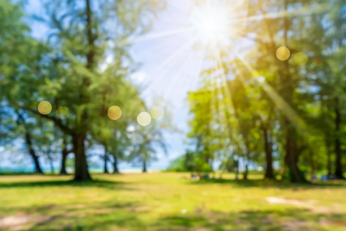 Der Fokus des Bildes liegt auf einem Park bei Tageslicht, Sonne scheint stark durch die Baumkronen. Das Bild ist unscharf.