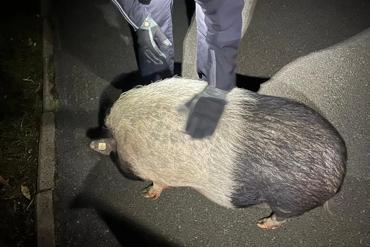 Bremen HB – Kurioser Einsatz – Hängebauchschwein auf Spaziergang