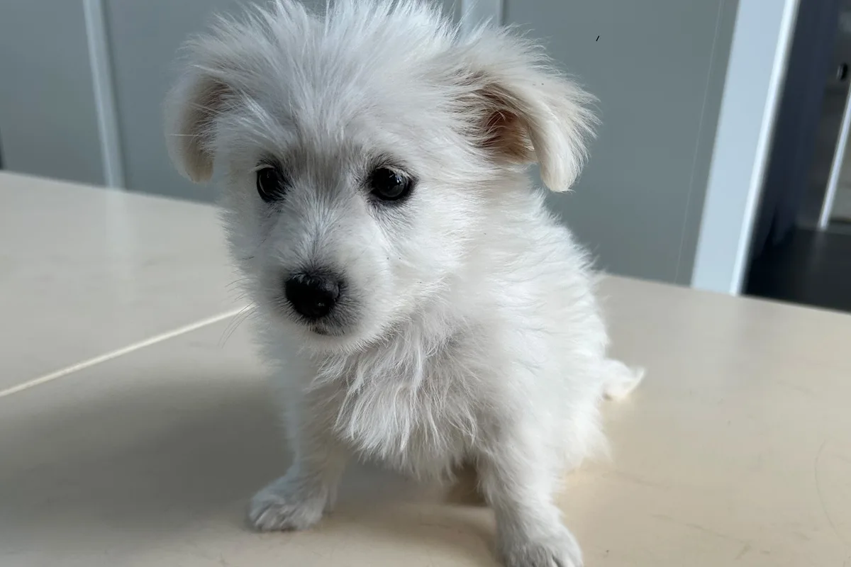 A8 Leipheim BY – Zoll entdeckt acht Wochen alten Hundewelpen