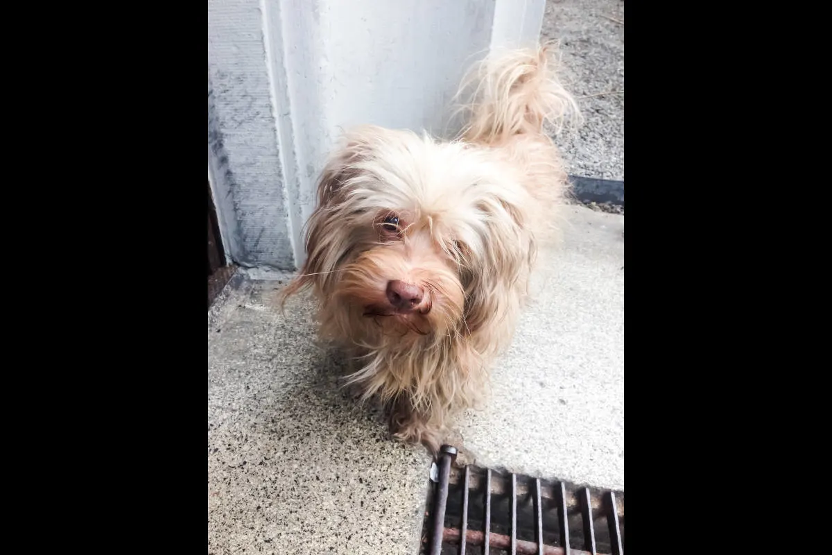 Zeugenaufruf Stadt Zürich – Blinder Hund aus Einkaufszentrum mitgenommen