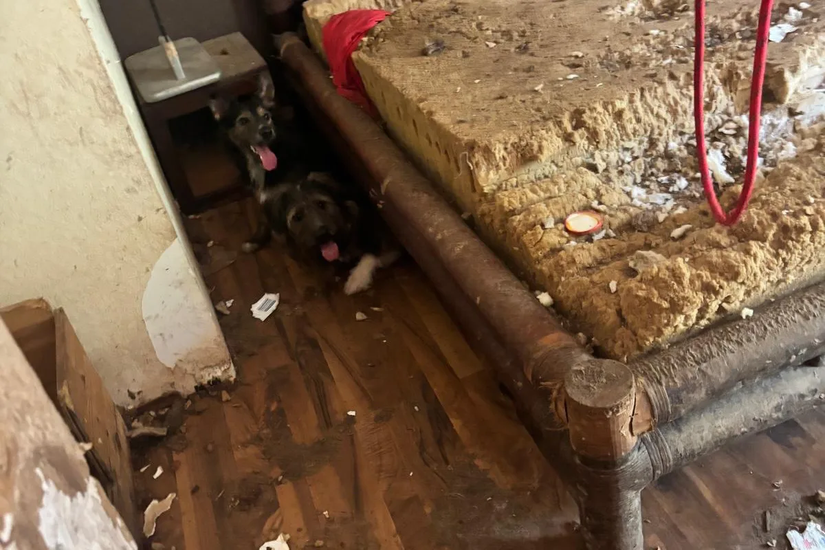 Zwei Hunde mit herausgestreckten Zungen kauern unter einem stark beschädigten Bett in einem unordentlichen Raum. Der Boden ist unaufgeräumt und mit Schmutz bedeckt.