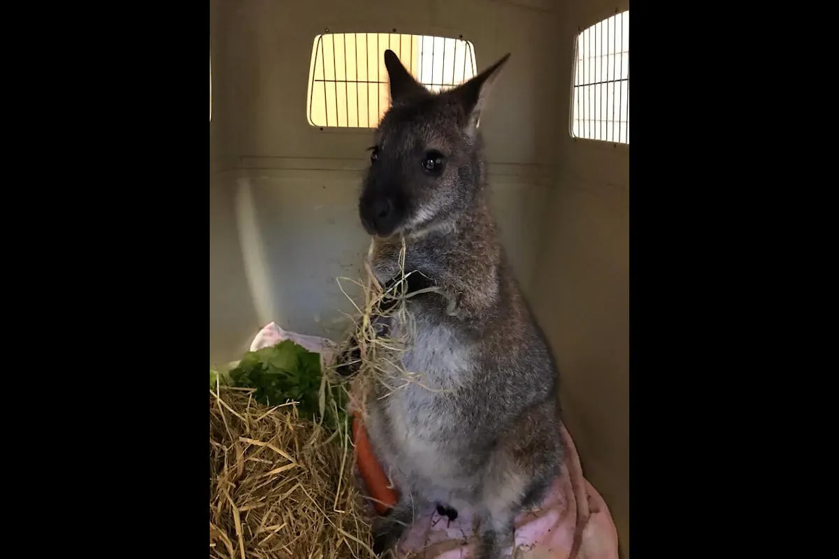 Sonbeck - Skippy hat ein Zuhause