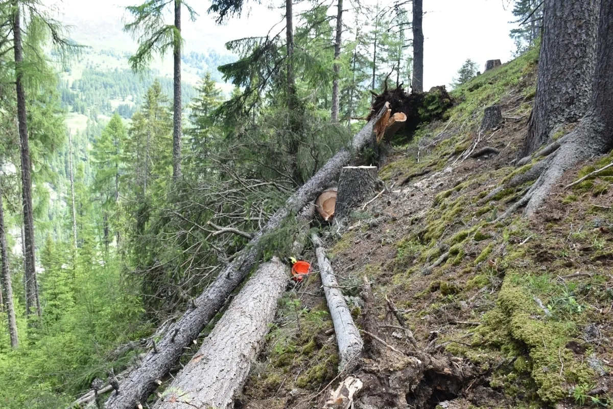 Tödlicher Arbeitsunfall in Guarda GR - Baum stürzt auf Forstarbeiter 