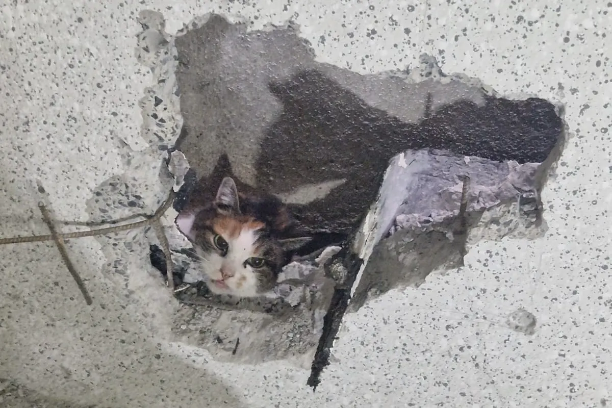 Moers NW - Katze zwischen  Garage und Wohngebäude eingeklemmt 