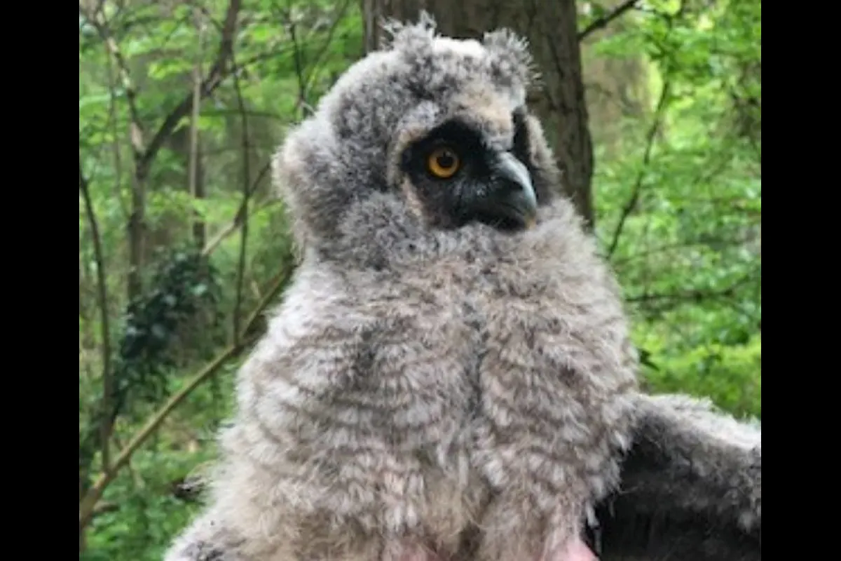 Edenkoben – Eulenküken aus Nest gefallen