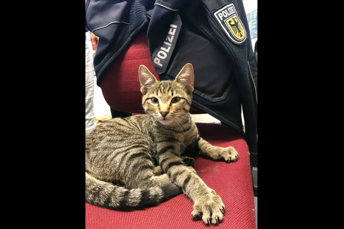 Freiburg - Katze in Garage der Bundespolizei gefunden