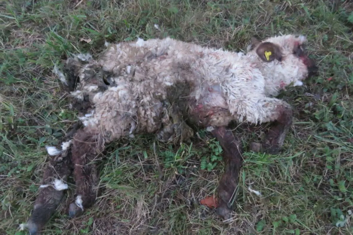 Oberhofen AG - Schafe durch Hund gerissen - Zeugenaufruf