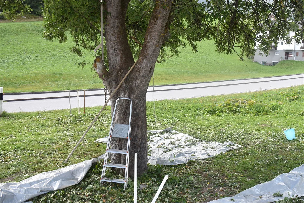 Obersaxen Affeier GR - Mann nach Sturz von Baum verstorben