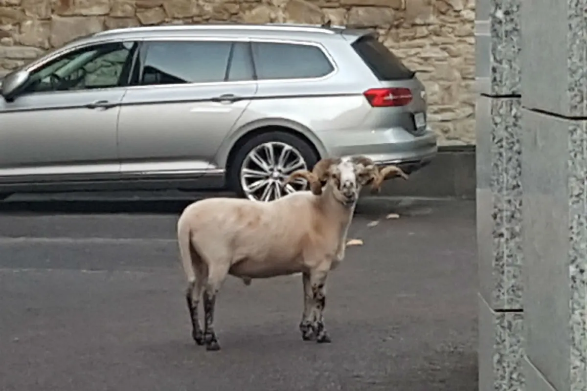 Pferd und Schafe ausgebüxt 