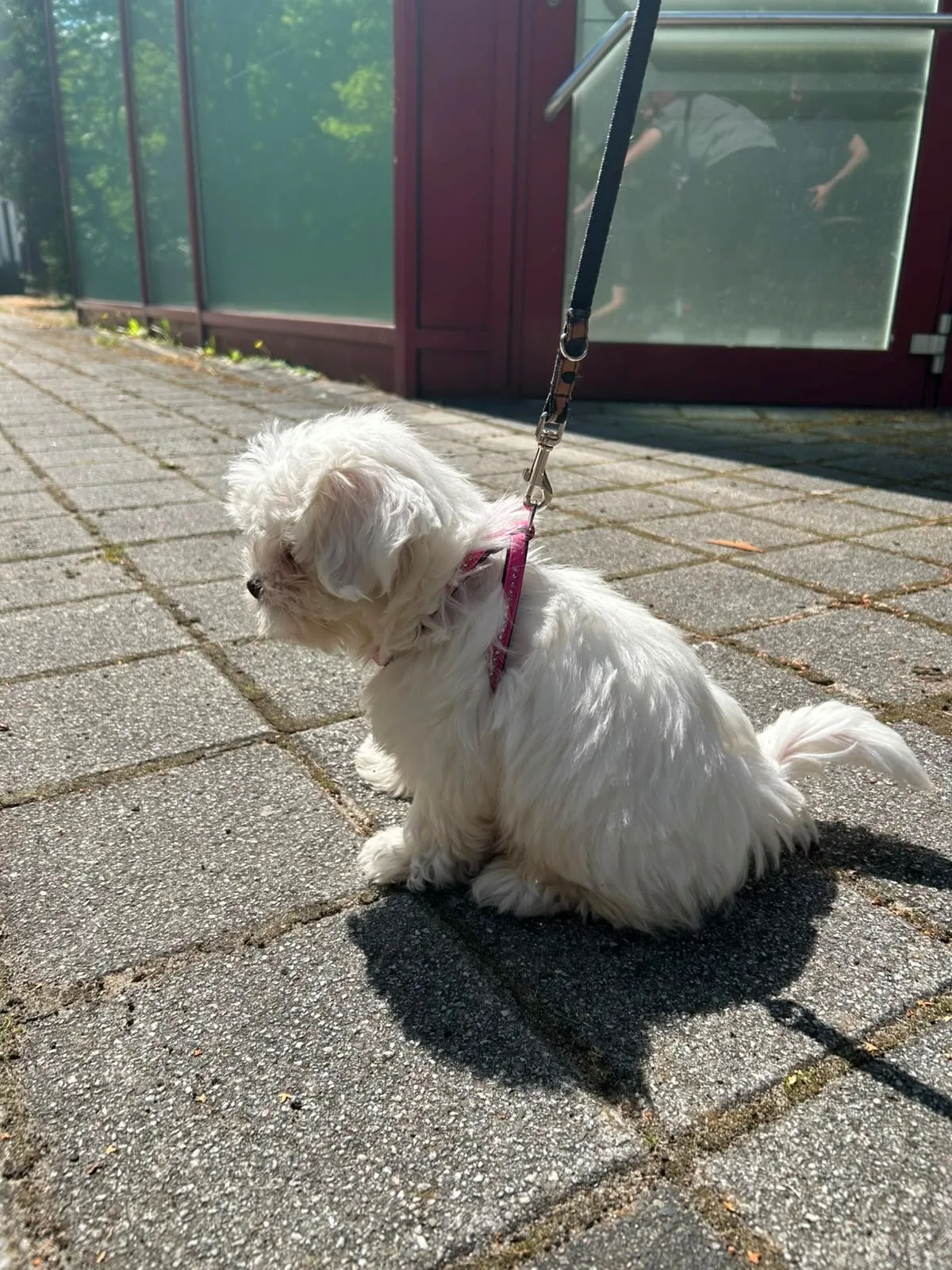 Ein kleiner, flauschiger, weißer Hund sitzt auf einem gepflasterten Gehweg und ist an einer Leine befestigt. Im Hintergrund ist ein roter Eingang zu sehen.