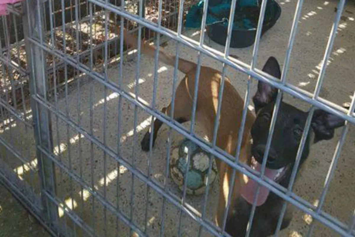 Hund weist sich mit Brief selbst in Tierheim ein