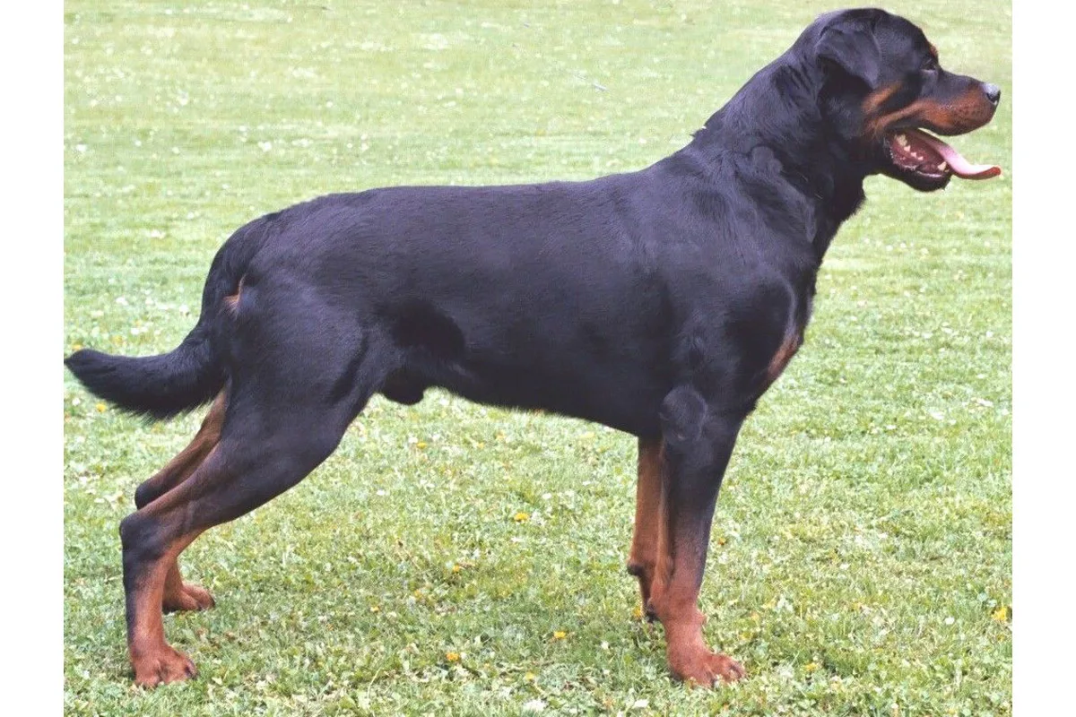 Symbolbild Rottweiler