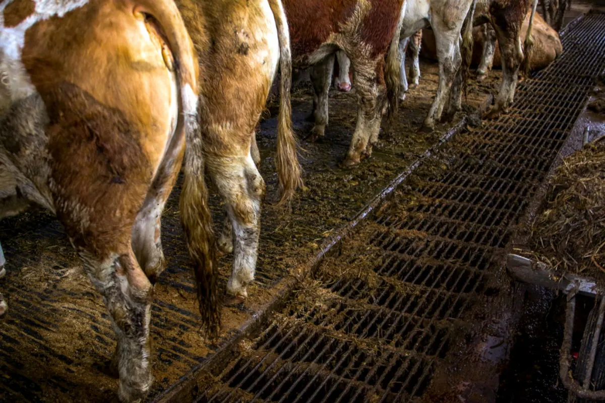 Rinderhalter wegen mehrfacher Tierquälerei angezeigt