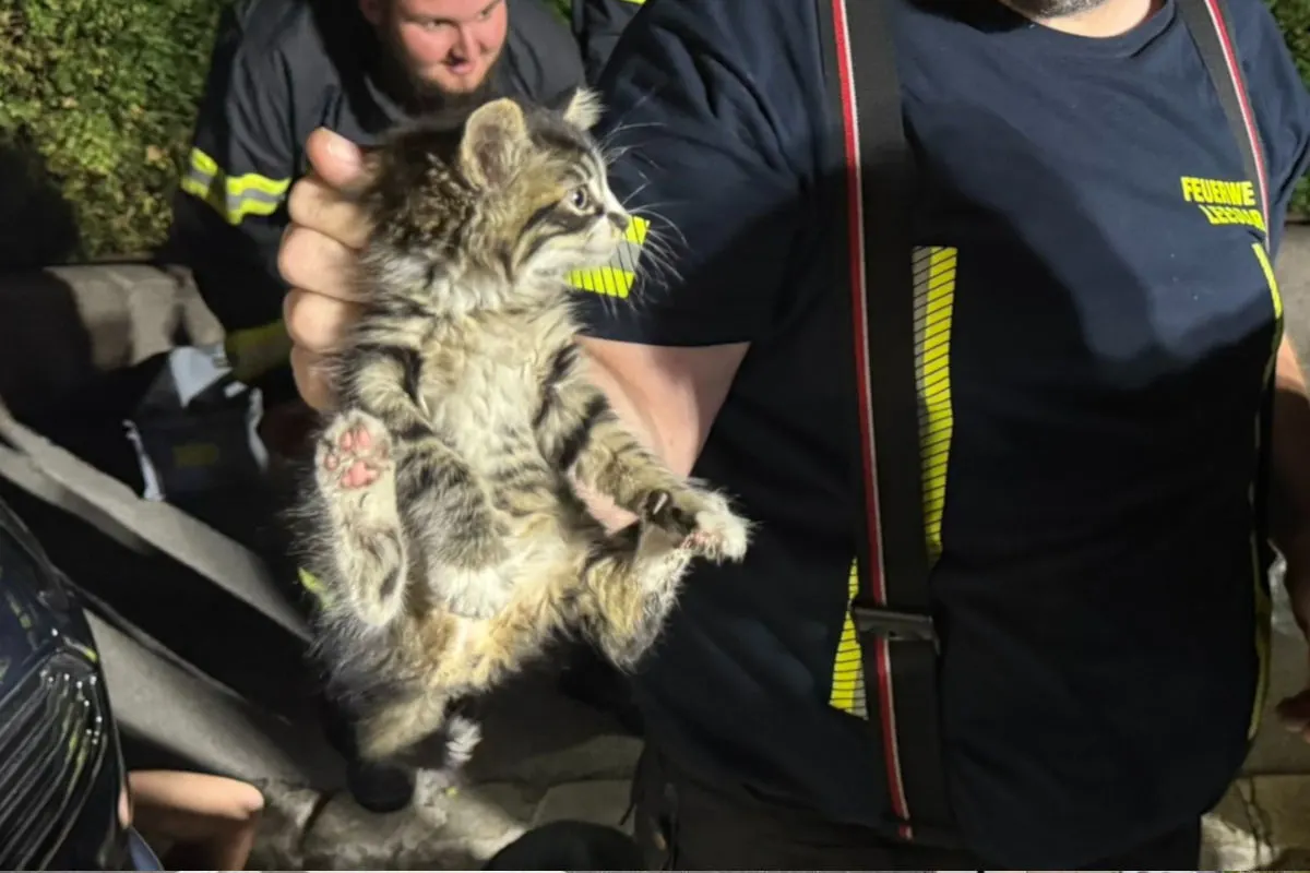 Baden-Leesdorf NÖ – Katze aus Motorraum befreit