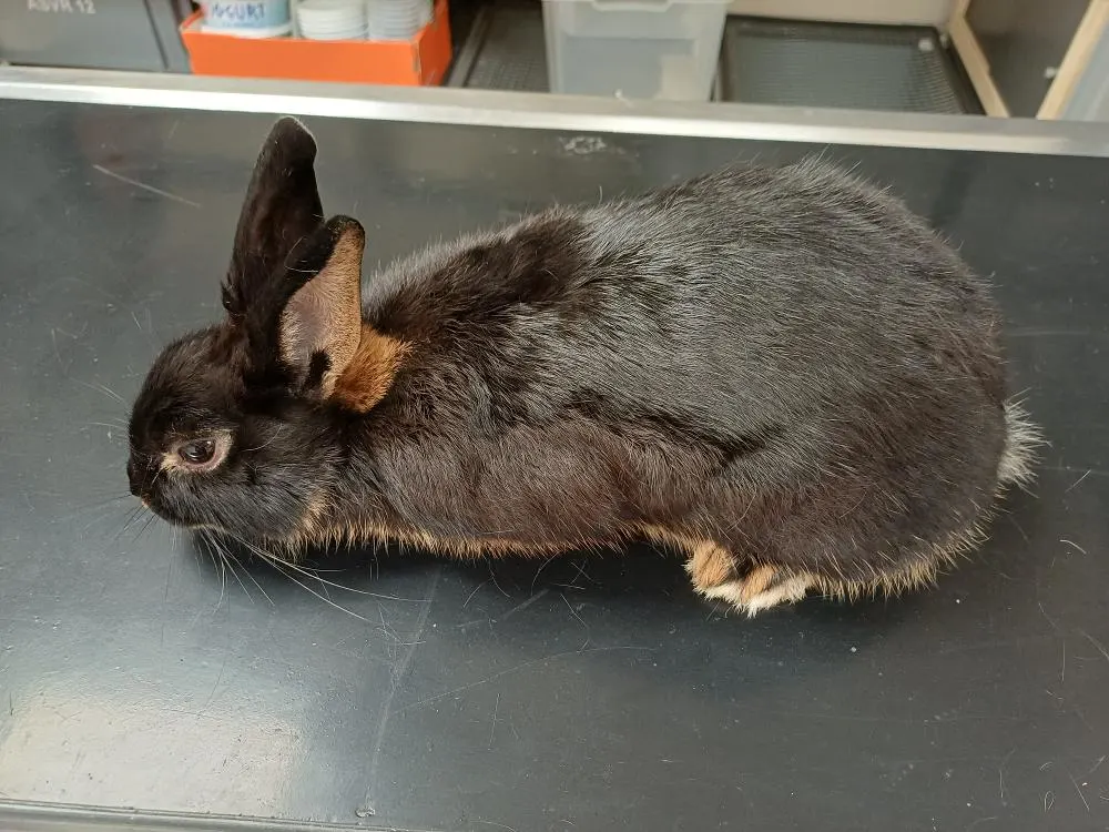 Ein schwarzes Kaninchen mit aufmerksamen Augen liegt auf einem flachen, metallischen Tisch. Seine Ohren sind gespitzt, und das Fell ist dicht.