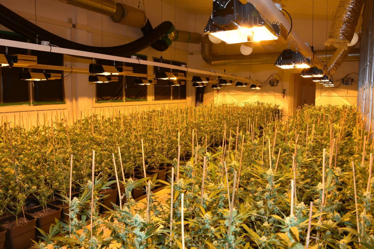 Razzia in Härkingen SO – Mehrere Kilogramm Marihuana und über 1500 Hanfpflanzen sichergestellt