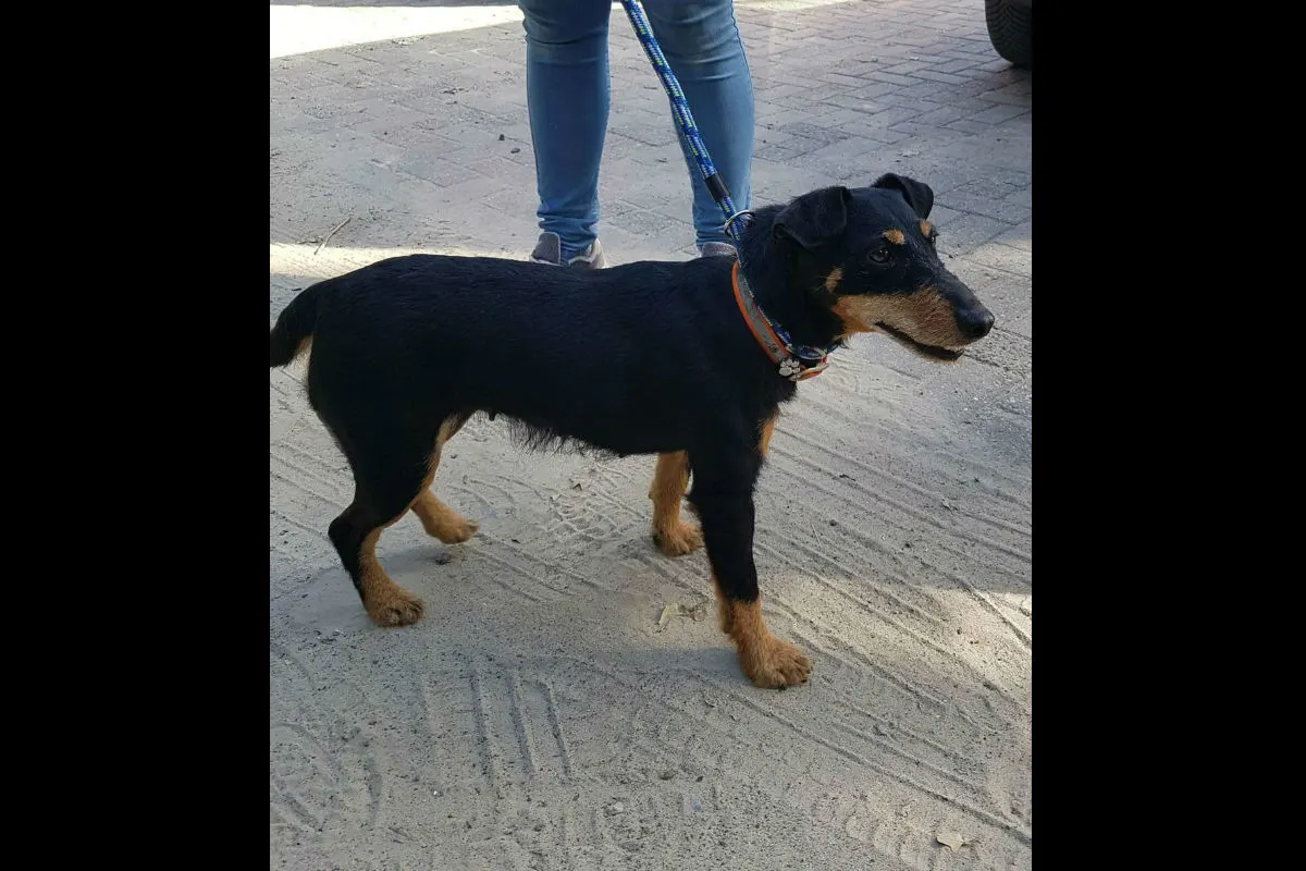 Delmenhorst - Hund auf Parkplatz aufgefunden
