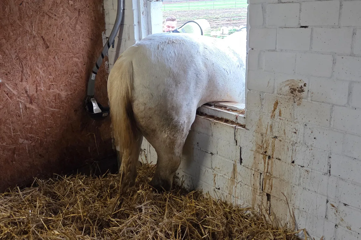 Datteln NW – Pferd steckt nach Ausbruchsversuch in Fenster fest