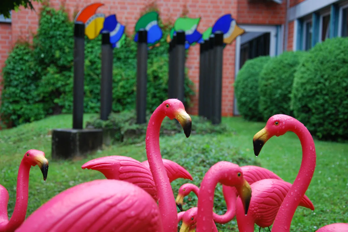 Woher stammen die 23 Flamingos?