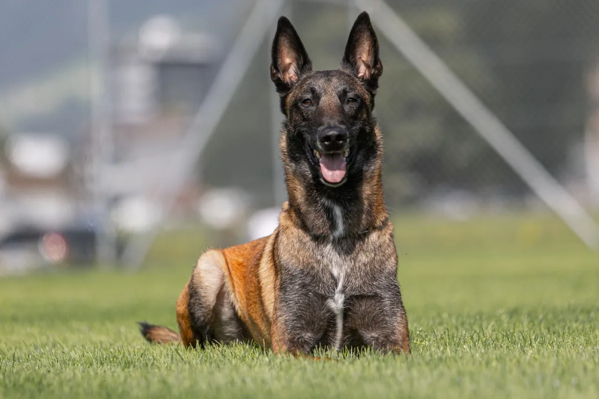 Alpnach OW - Polizeihund Tyson stellt zwei Einbrecher im Dornengebüsch