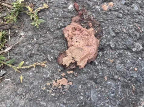 Ein ungekennzeichneter brauner Haufen liegt auf einer asphaltierten Straße. Einige Pflanzen sind am Rand sichtbar.