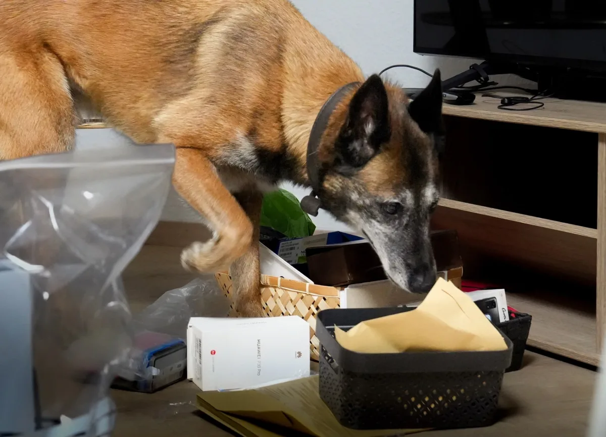 Ein Polizeihund untersucht ein unaufgeräumtes Wohnzimmer, verschiedene Gegenstände liegen auf dem Boden.